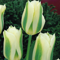 spring green tulips